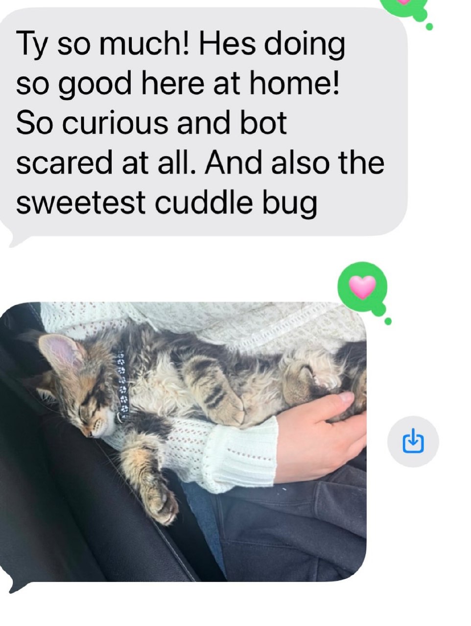 Gotcha day family update 3 for the Candace, Calhoun, Calista, Carl, and Chenoa litter