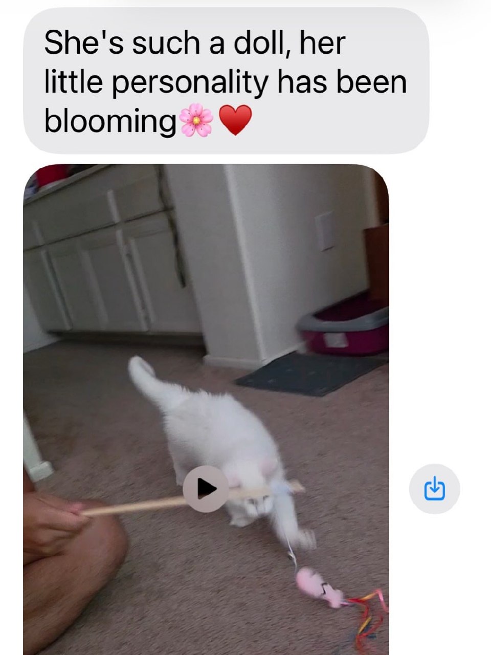 Gotcha day family update 1 for the Candace, Calhoun, Calista, Carl, and Chenoa litter