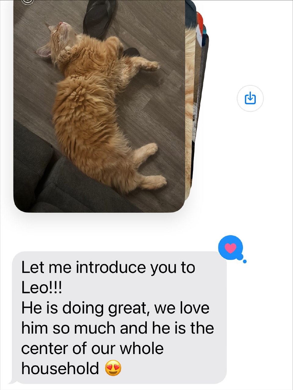 Leo, a Prestigious Purr Maine Coon with their family