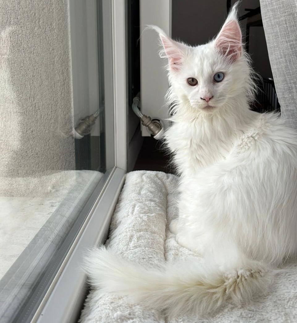 Argo, a white odd eyed Maine Coon kitten