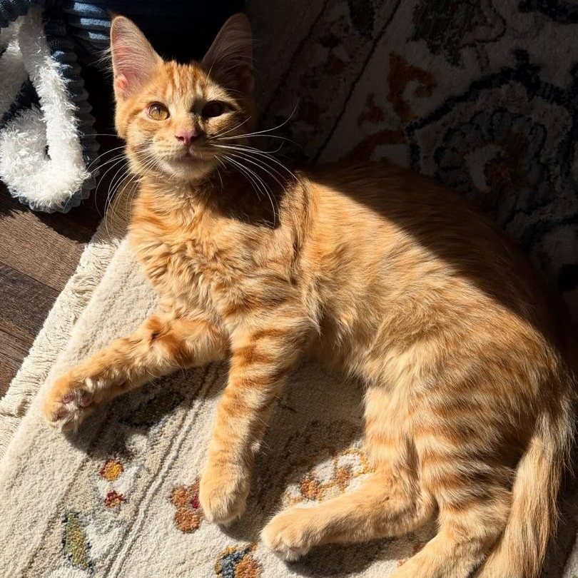 Auggie, an available Warm red orange Maine Coon kitten
