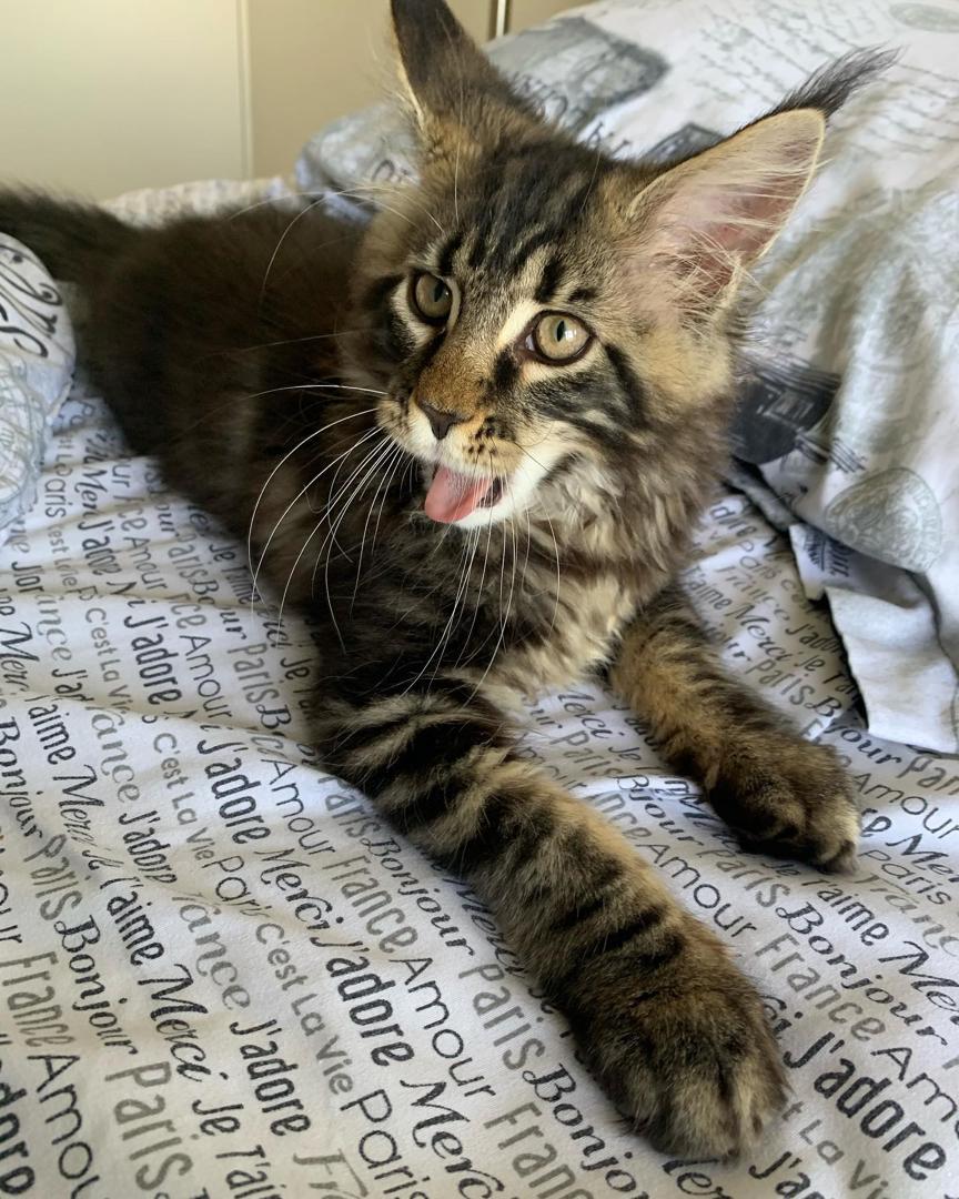 Elvis, a brown tabby Maine Coon kitten