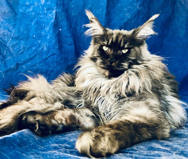 Maine Coon dam