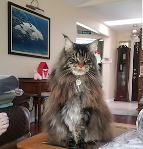 Past Prestigious Purr Maine Coon kitten 93