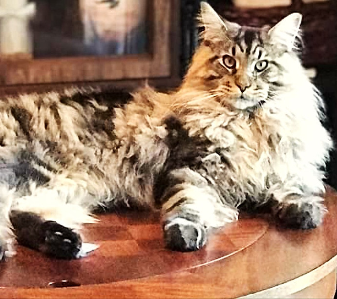 Past Prestigious Purr Maine Coon kitten 7
