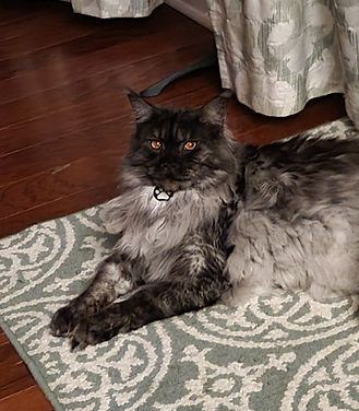 Past Prestigious Purr Maine Coon kitten 87