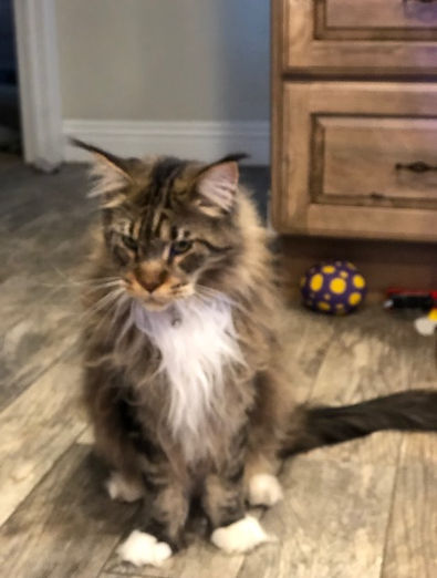 Past Prestigious Purr Maine Coon kitten 71
