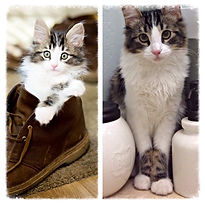 Past Prestigious Purr Maine Coon kitten 20