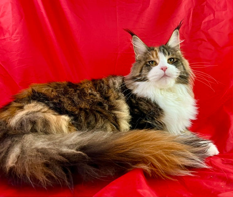 Gracie, a Prestigious Purr Maine Coon