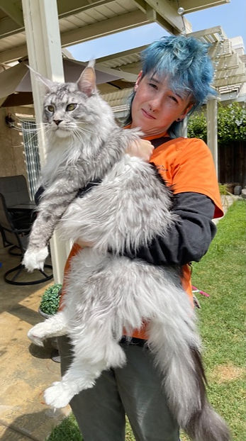 Past Prestigious Purr Maine Coon kitten 83