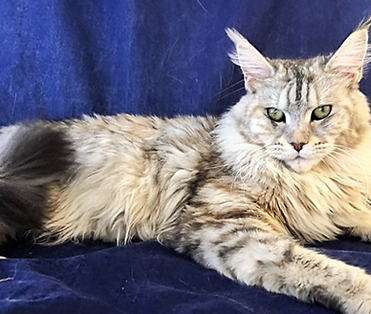 Lily, a Prestigious Purr Maine Coon