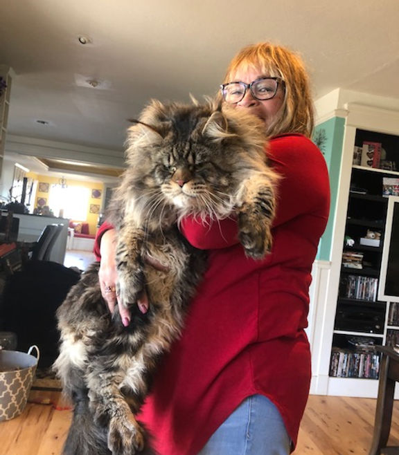 Prestigious Purr Maine Coon kitten home environment 4