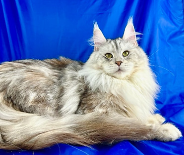 Seraphine