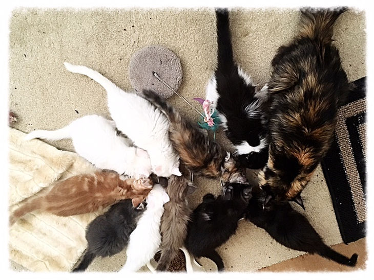 Past Prestigious Purr Maine Coon kitten 5