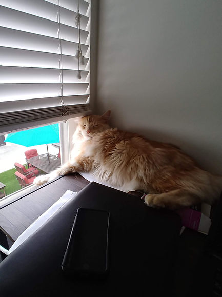 Past Prestigious Purr Maine Coon kitten 54