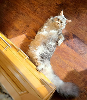 Past Prestigious Purr Maine Coon kitten 94