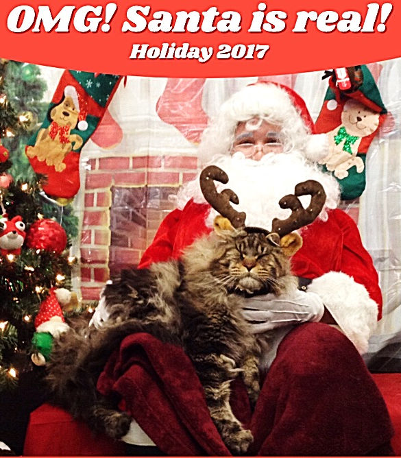 Prestigious Purr Maine Coon kitten home environment 6