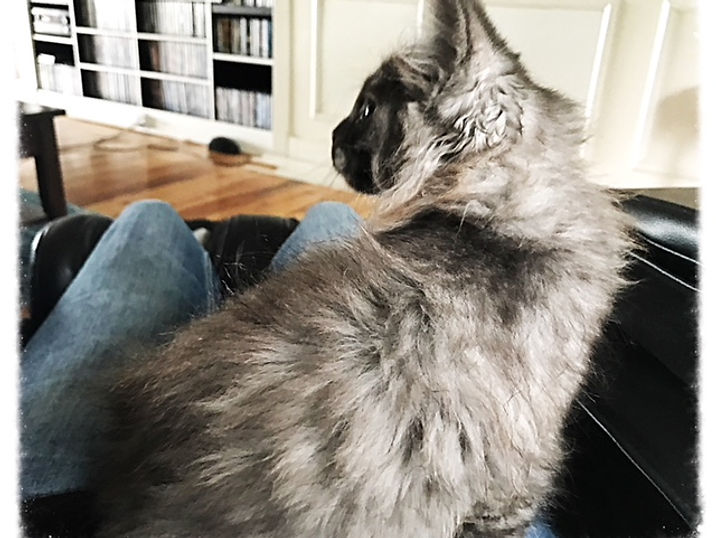 Past Prestigious Purr Maine Coon kitten 9