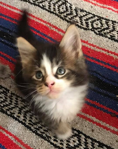 Past Prestigious Purr Maine Coon kitten 36