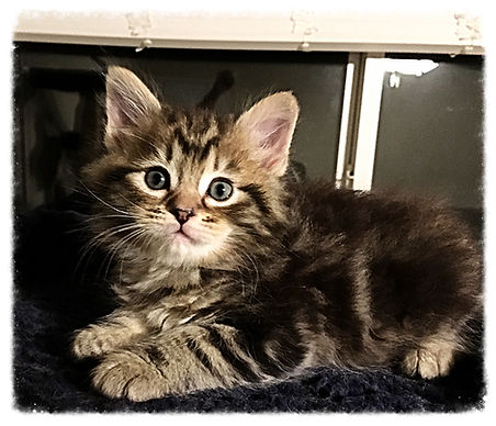 Past Prestigious Purr Maine Coon kitten 13