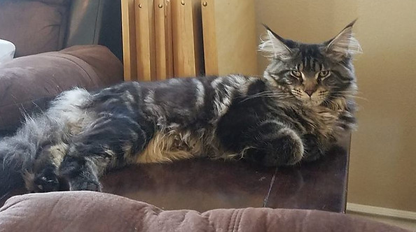 Past Prestigious Purr Maine Coon kitten 22