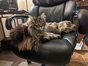 Past Prestigious Purr Maine Coon kitten 95