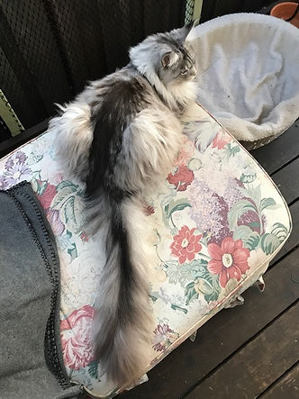 Past Prestigious Purr Maine Coon kitten 89