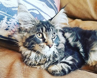 Past Prestigious Purr Maine Coon kitten 26
