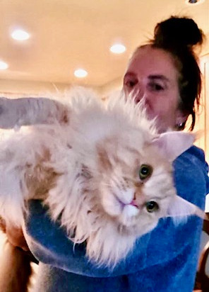Past Prestigious Purr Maine Coon kitten 84