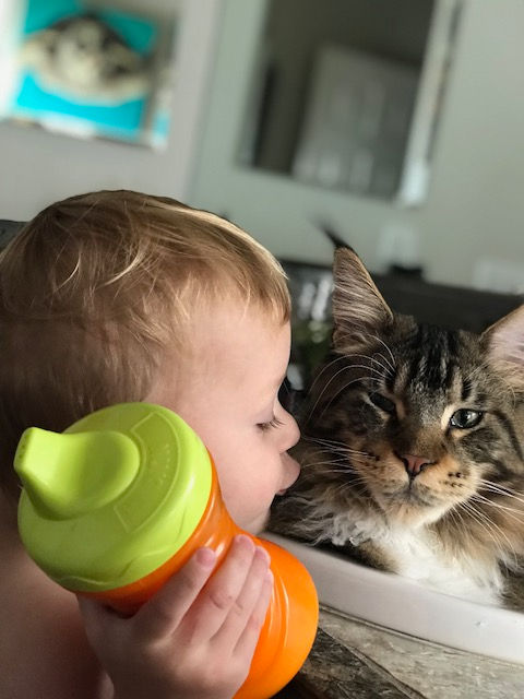 Past Prestigious Purr Maine Coon kitten 74