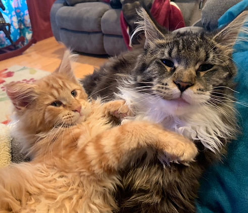 Past Prestigious Purr Maine Coon kitten 47