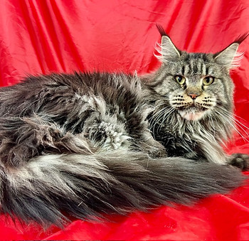 Xandra, a Prestigious Purr Maine Coon