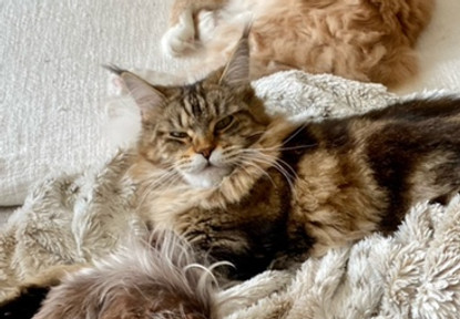 Past Prestigious Purr Maine Coon kitten 81