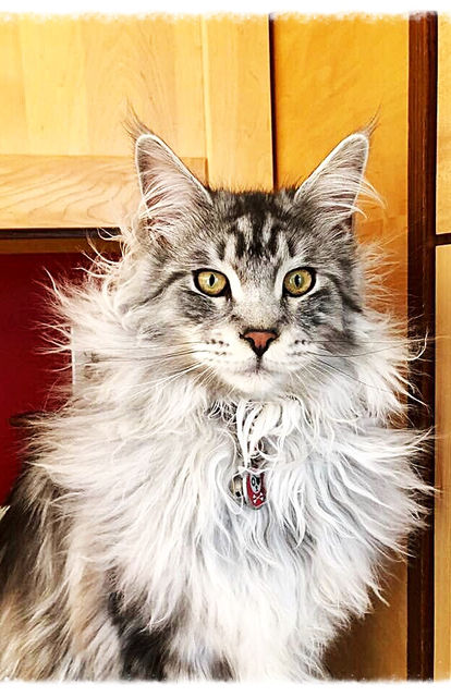 Past Prestigious Purr Maine Coon kitten 8