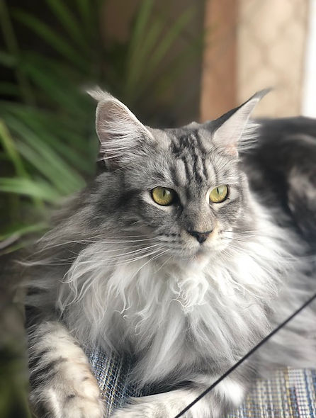 Past Prestigious Purr Maine Coon kitten 78