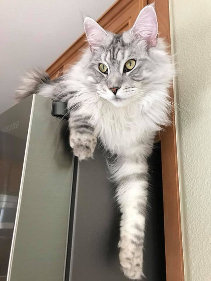 Past Prestigious Purr Maine Coon kitten 31
