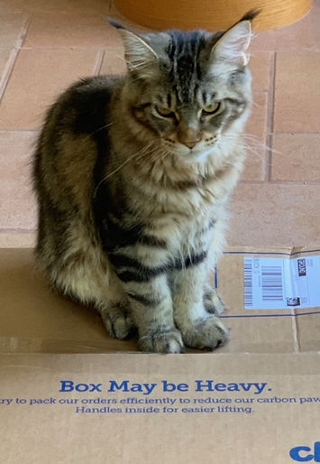 Past Prestigious Purr Maine Coon kitten 66