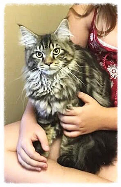 Past Prestigious Purr Maine Coon kitten 1
