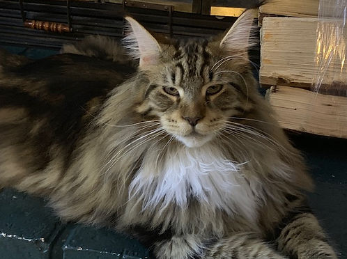 Past Prestigious Purr Maine Coon kitten 45