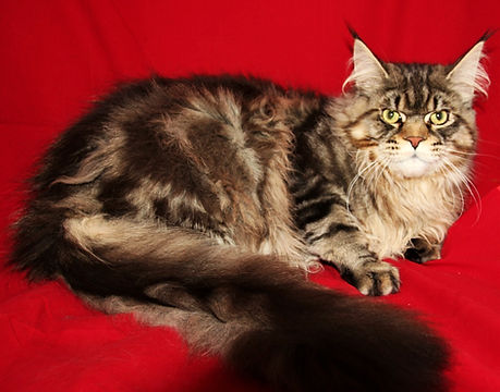 Past Prestigious Purr Maine Coon kitten 17