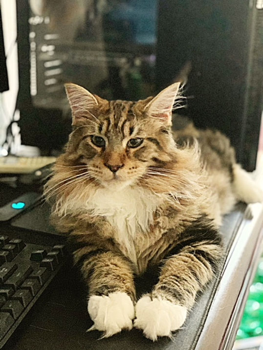 Past Prestigious Purr Maine Coon kitten 72