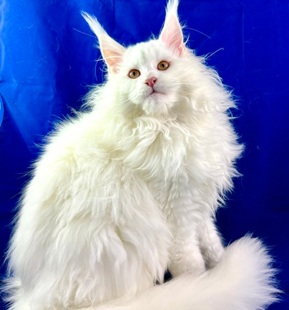 Gianna, a Prestigious Purr Maine Coon