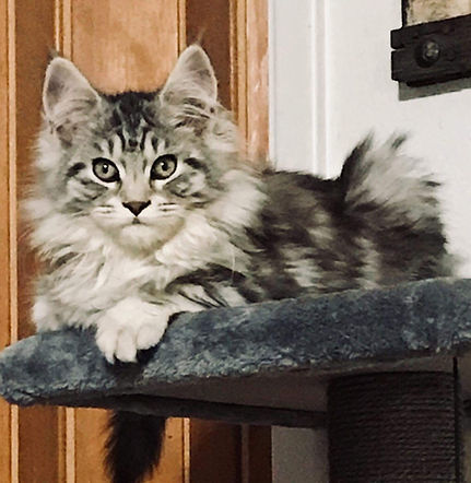 Past Prestigious Purr Maine Coon kitten 46