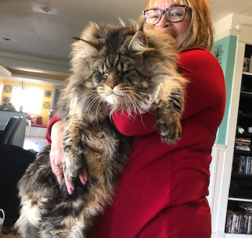 Past Prestigious Purr Maine Coon kitten 76