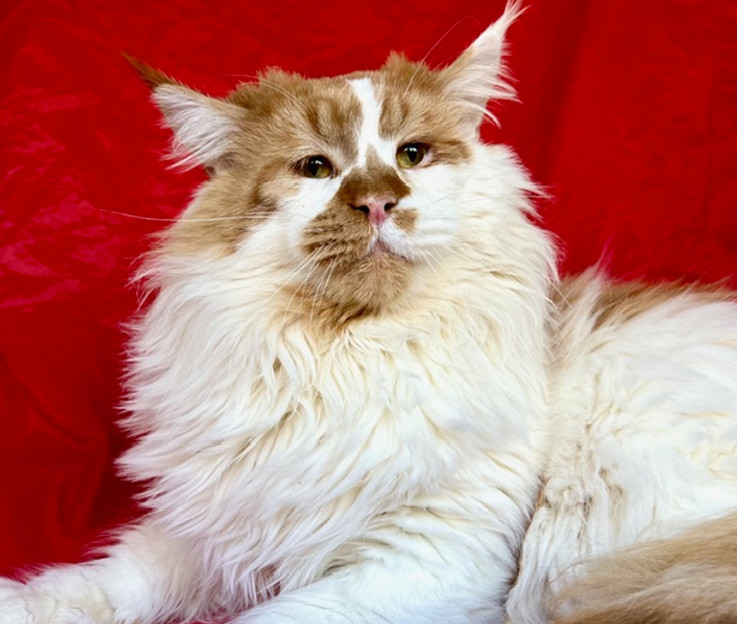 Noble, a Prestigious Purr Maine Coon