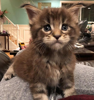 Past Prestigious Purr Maine Coon kitten 27