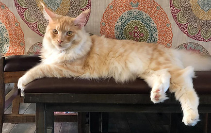 Past Prestigious Purr Maine Coon kitten 32