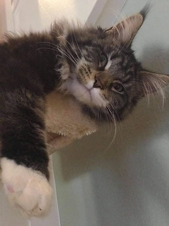 Past Prestigious Purr Maine Coon kitten 86