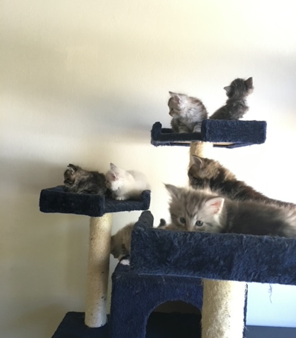 Prestigious Purr Maine Coon kitten home environment 11
