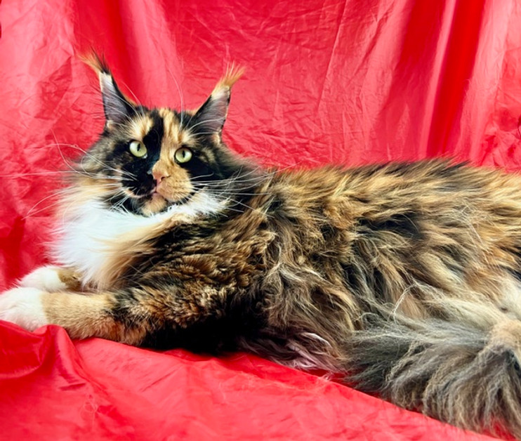 Hazel, a Prestigious Purr Maine Coon